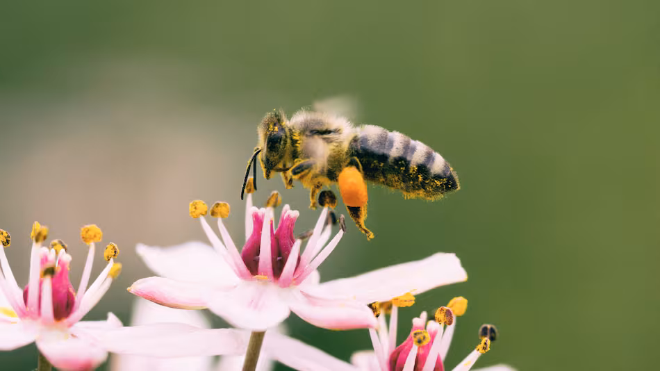El significado de ver abejas en tu casa: ¿es bueno o malo? 